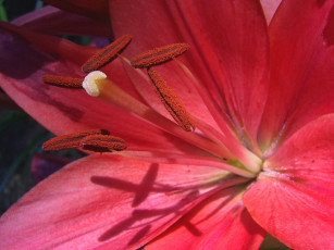 Картинка цветы лилии лилейники