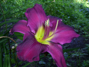 Картинка цветы лилии лилейники