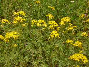 Картинка цветы луговые полевые