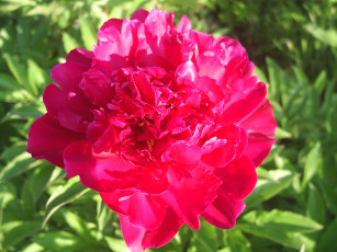 Картинка цветы пионы