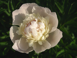 Картинка цветы пионы