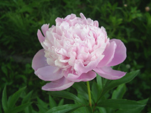 Картинка цветы пионы