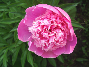 Картинка цветы пионы