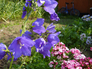 Картинка цветы разные вместе