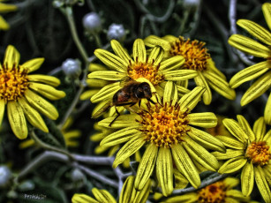 Картинка цветы рудбекия