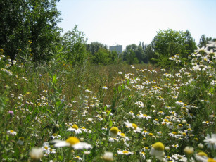 Картинка ромашки цветы