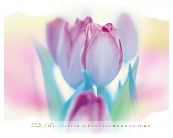 Обои картинки фото календари, цветы