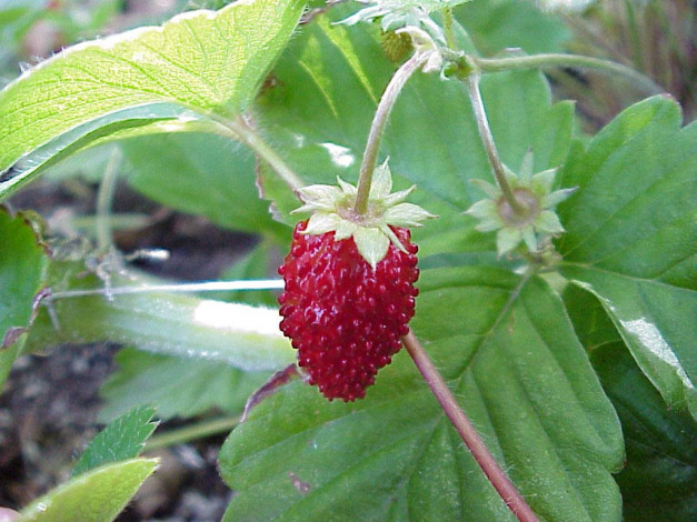 Обои картинки фото 