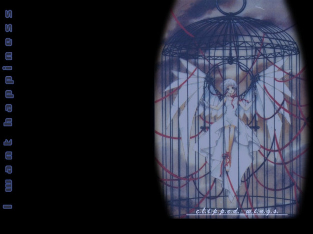 Обои картинки фото аниме, clover