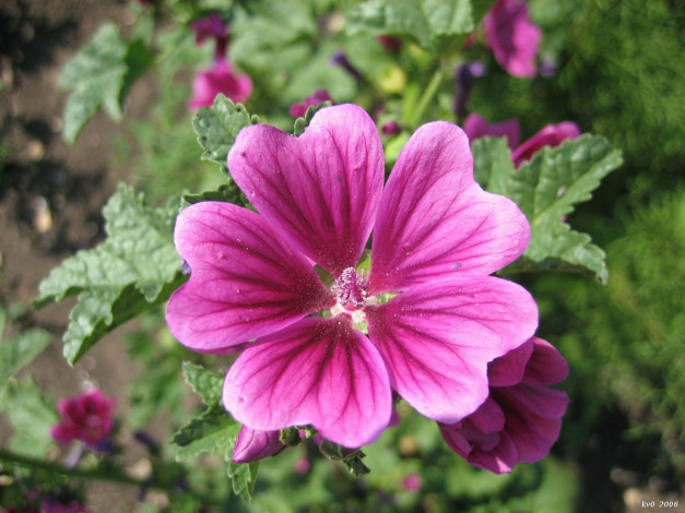 Обои картинки фото цветы