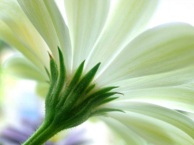 Обои картинки фото цветы