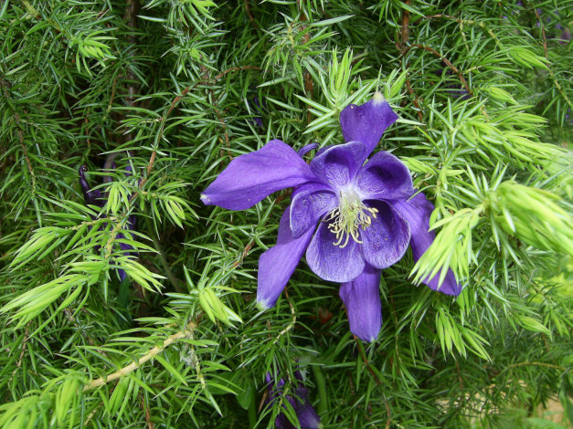 Обои картинки фото цветы, аквилегия, водосбор