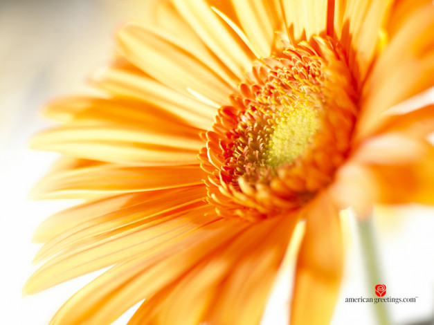 Обои картинки фото цветы, герберы