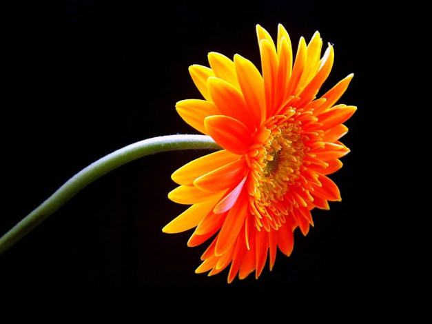 Обои картинки фото цветы, герберы