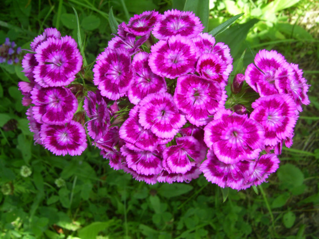 Обои картинки фото цветы, гвоздики