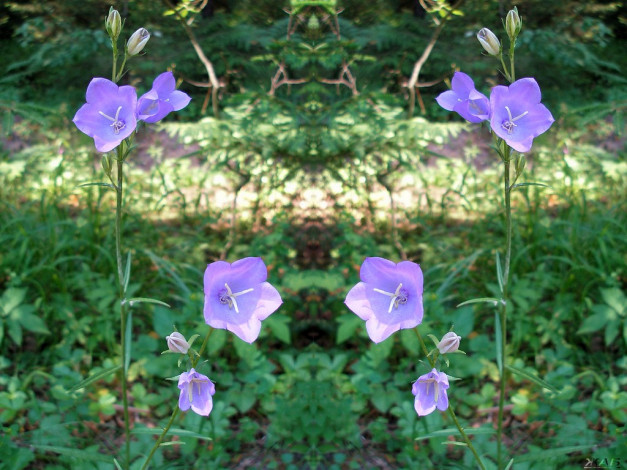 Обои картинки фото цветы, колокольчики