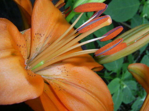 Обои картинки фото цветы, лилии, лилейники