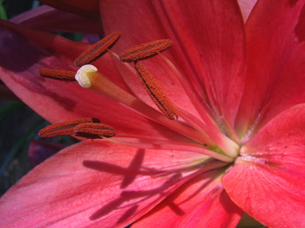 Обои картинки фото цветы, лилии, лилейники