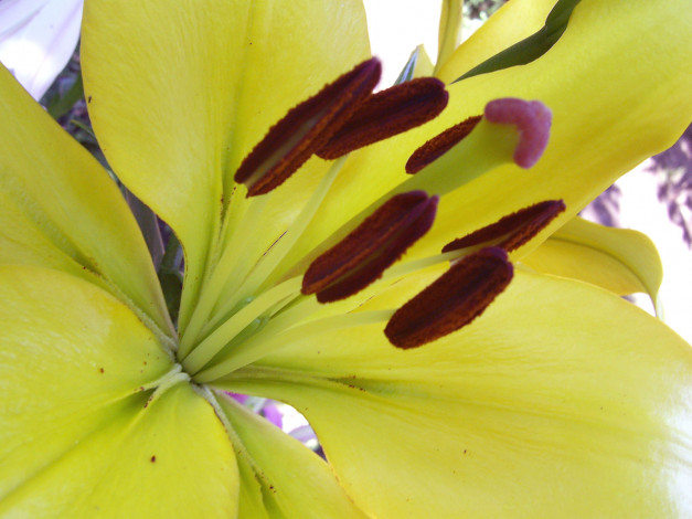 Обои картинки фото цветы, лилии, лилейники