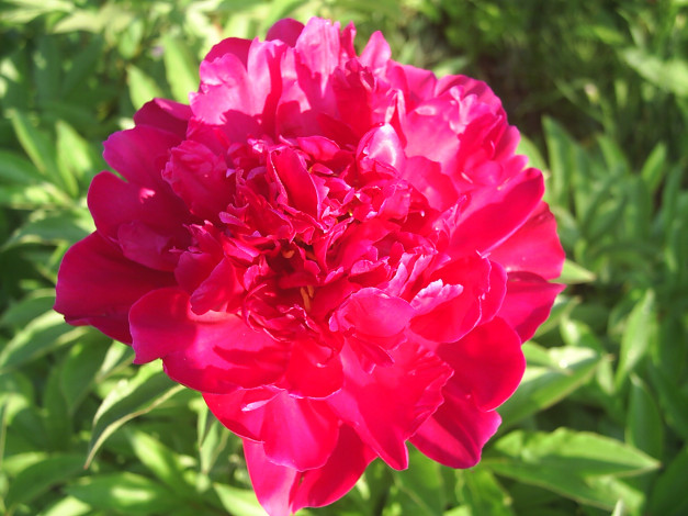 Обои картинки фото цветы, пионы