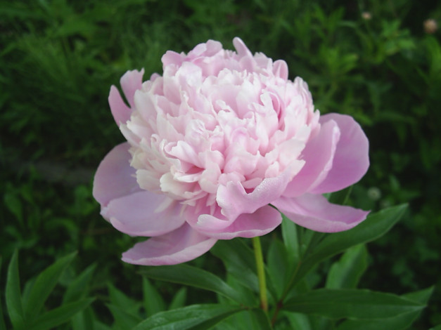 Обои картинки фото цветы, пионы