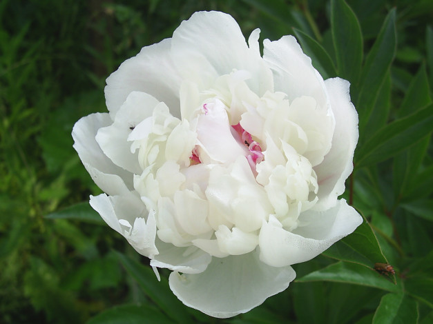 Обои картинки фото цветы, пионы