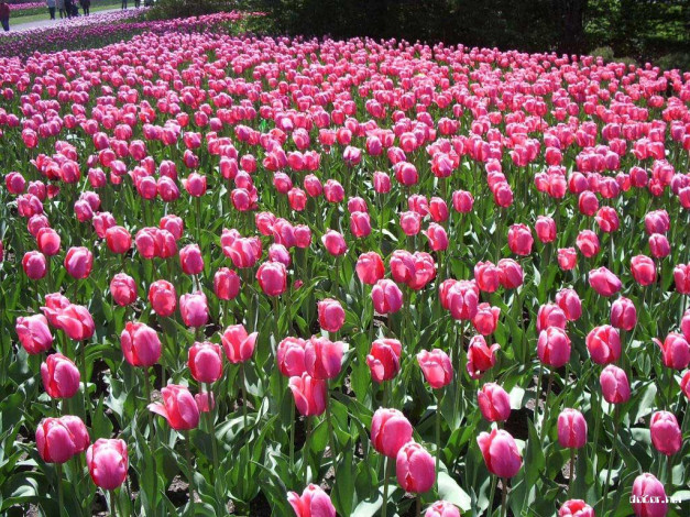 Обои картинки фото цветы, тюльпаны