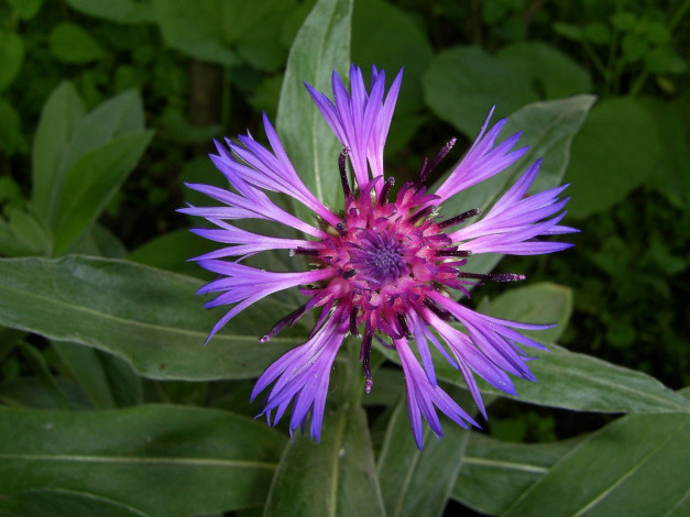 Обои картинки фото цветы, васильки