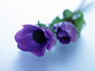 Картинка homeflower цветы анемоны адонисы