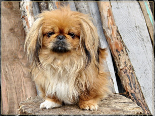 Картинка животные собаки