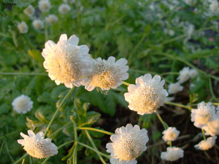 Картинка цветы хризантемы