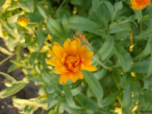 Картинка цветы календула