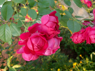 Картинка цветы розы