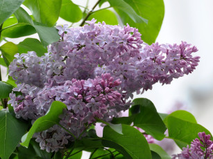 обоя цветы, сирень