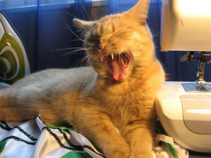 Картинка животные коты