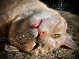 Картинка животные коты