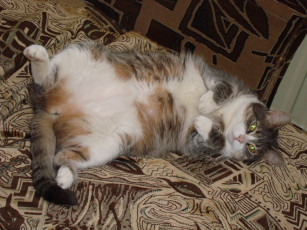 Картинка животные коты