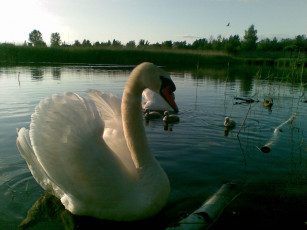 Картинка животные лебеди