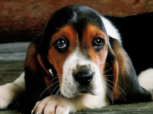 Картинка животные собаки