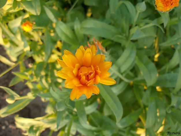 Обои картинки фото цветы, календула