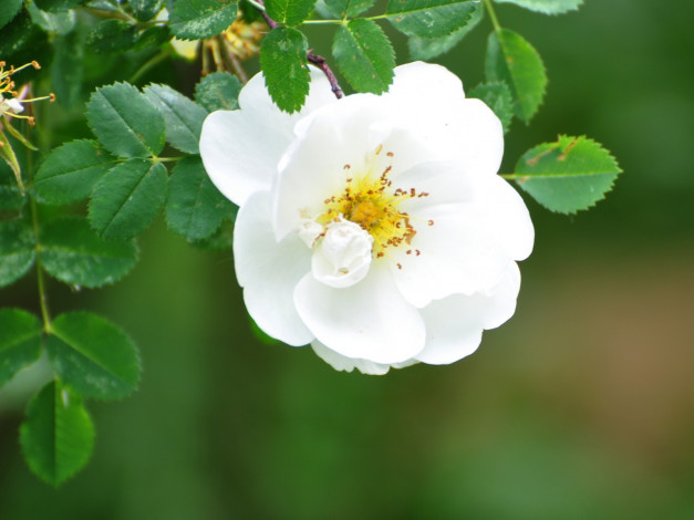 Обои картинки фото цветы, шиповник