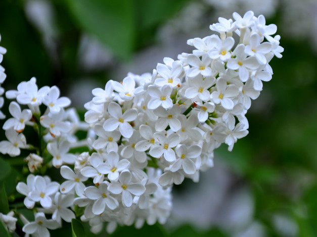 Обои картинки фото цветы, сирень