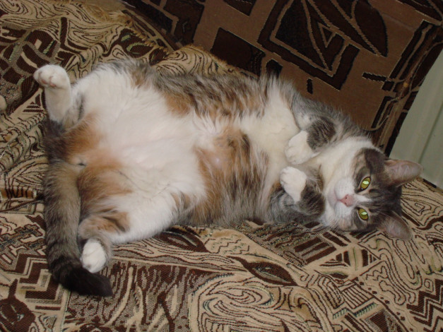 Обои картинки фото животные, коты