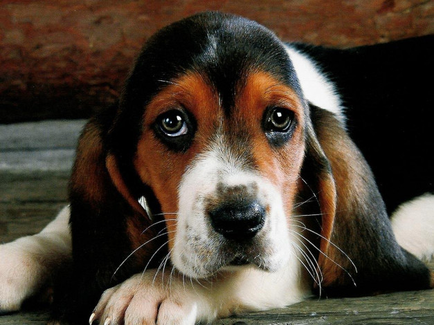 Обои картинки фото животные, собаки