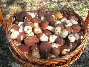 Картинка еда грибы грибные блюда