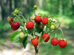 Картинка еда клубника земляника