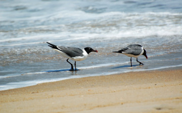 Картинка животные Чайки бакланы крачки