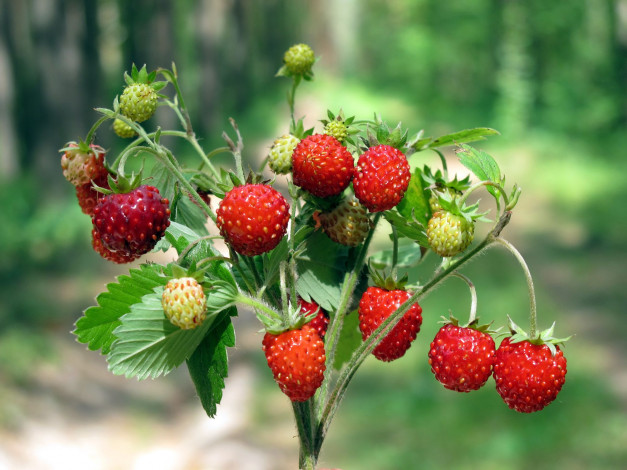 Обои картинки фото еда, клубника, земляника