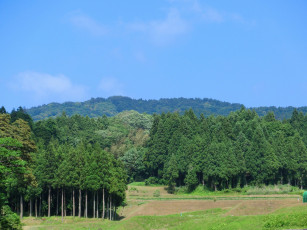 Картинка природа лес пейзаж