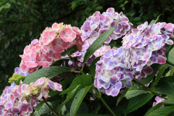 Картинка цветы гортензия сиреневые
